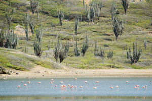 Washington Slagbaai National Park Goto Meer
