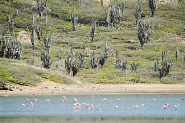 Washington Slagbaai National Park Goto Meer