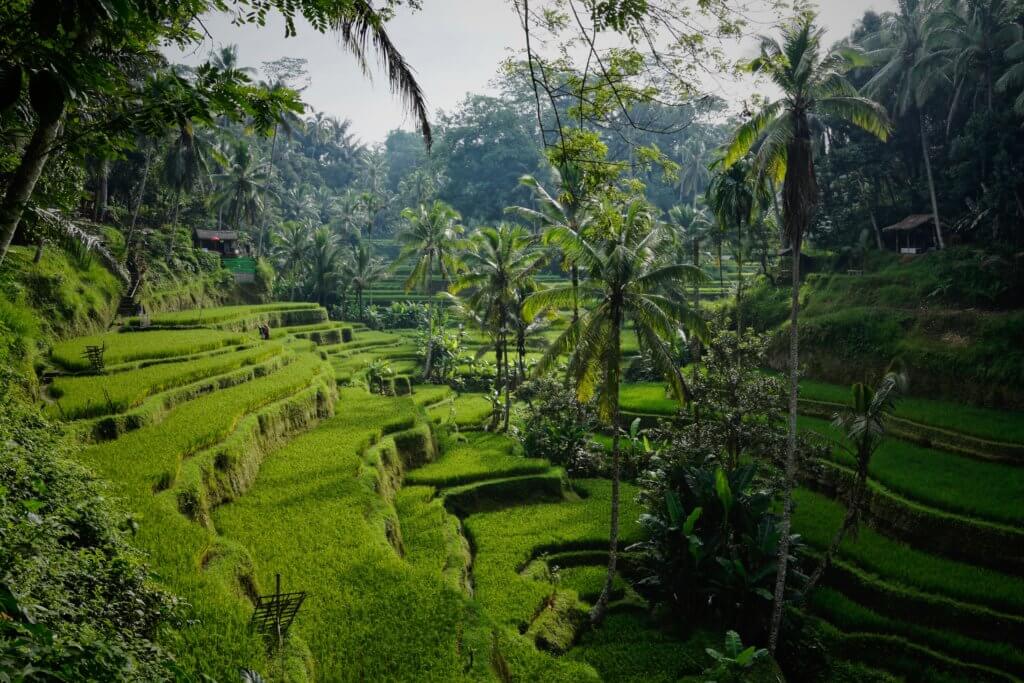 ubud rijstvelden