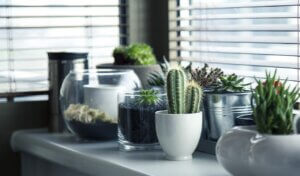 biophilic design